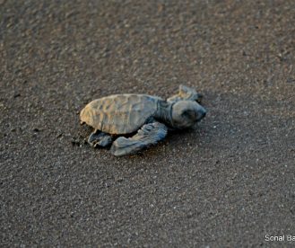 Velas Turtle Festival